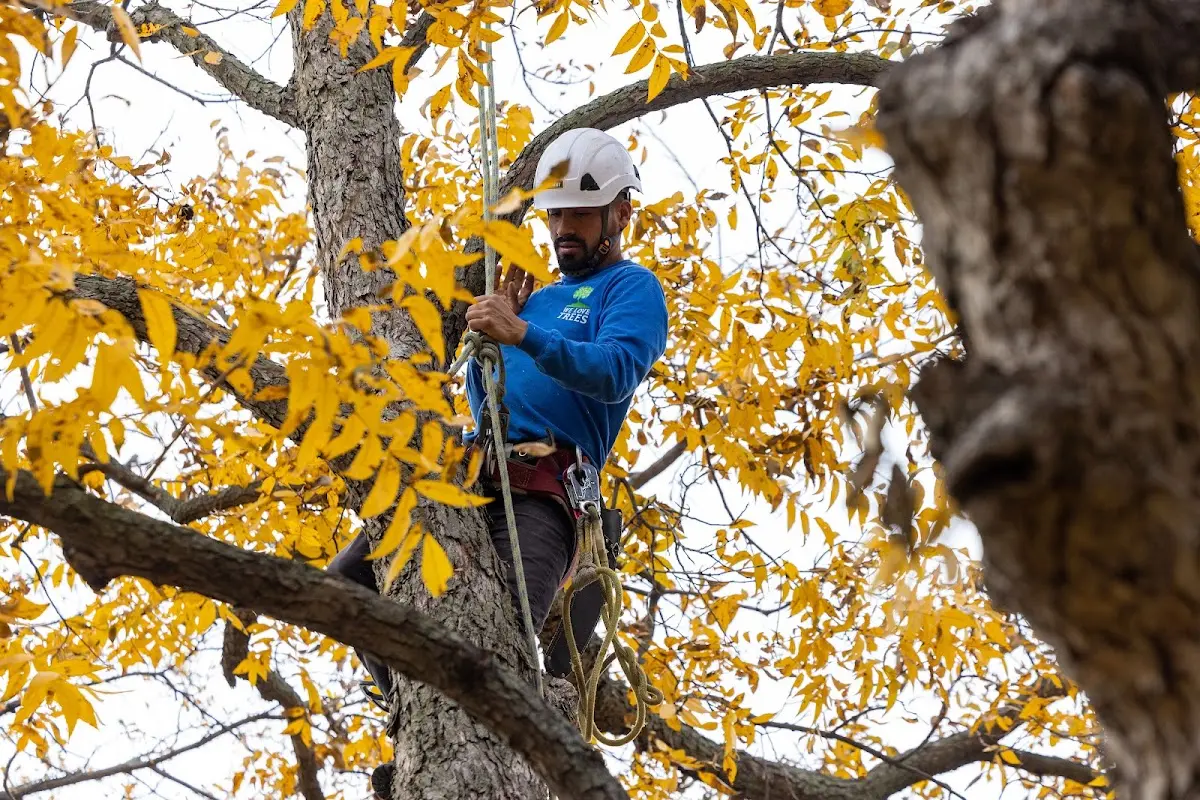 Skilled Storm Damage Cleanup crew working in Black Hawk